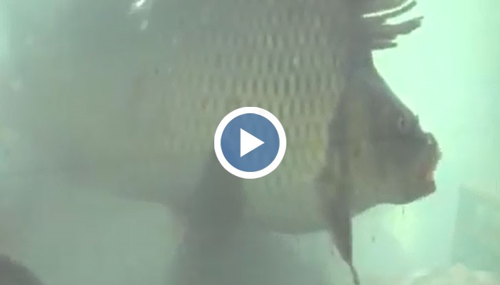 Започна търсенето на шарани по рибните магазини в Русе