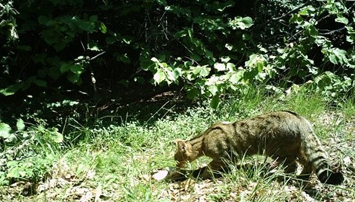 Дивата котка е включена в Червената книга на България