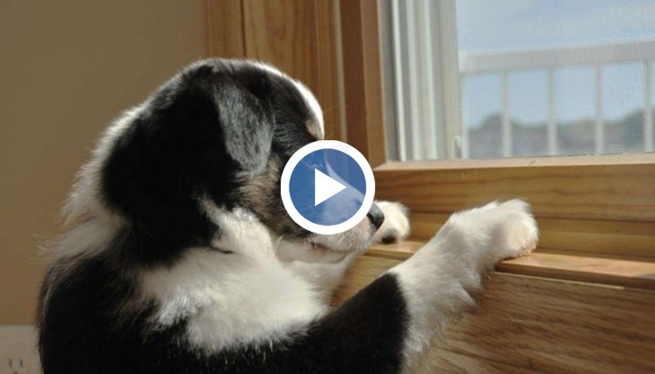 Стоплящо сърцето видео ще ви покаже защо наричат кучето най-добрият приятел на човека