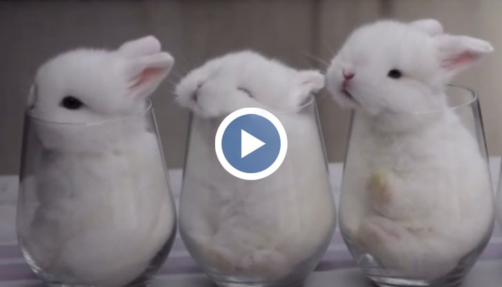 Белите пухчовци са се настанили удобно в чашите за очарование на милионите любители на скокливите животинки