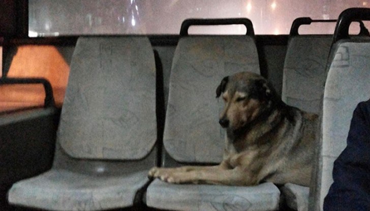 Пътниците разказват, че кучето редовно се вози в 280