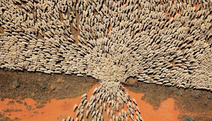 Голямо стадо овце преминава през порта