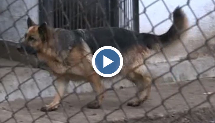 Могат ли да сгрешат спецкучетата в акция?