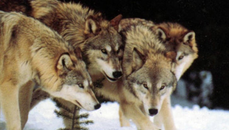 Вълкът е хищник и е един от най-перфектните убийци в природата Вълкът е хищник и е един от най-перфектните убийци в природата