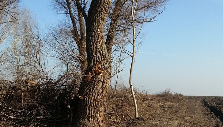 При безогледно разширяване на земеделските площи в землището на с. Бръшлен е унищожена просека с орехови дървета