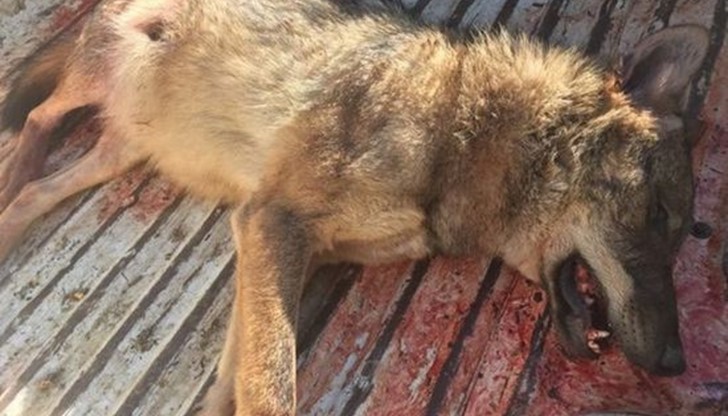 От ловната дружинка са направили хайка, за да ги убият