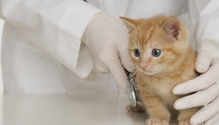 На 14 декември 1897 г. е приет Законът за санитарноветеринарната полиция, с което се поставя началото на Ветеринарномедицинската служба в България На 14 декември 1897 г. е приет Законът за санитарноветеринарната полиция, с което се поставя началото на Ветеринарномедицинската служба в България