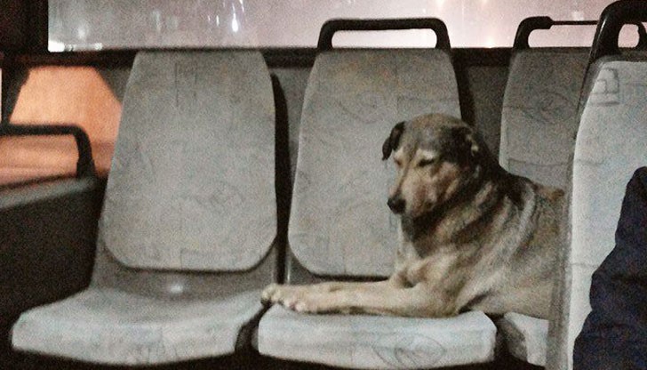 Кучето от снимката е редовен пътник в един от автобусите в София и мнозина са го виждали да слиза и да се качва на точно определни спирки всеки път