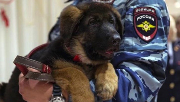 Руската полиция е търсела за кученцето име, започващо с "Д" в памет на Дизел