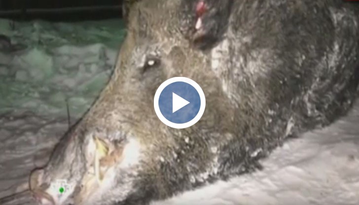 Глиганът тежал над 550 килограма и бил висок близо два метра