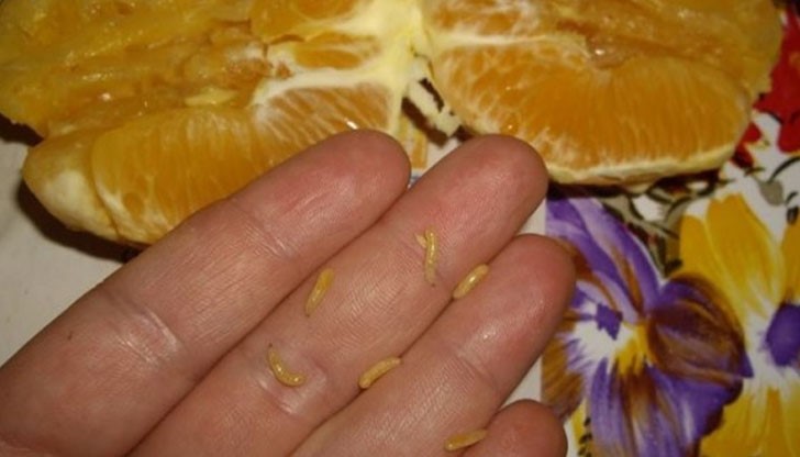 Може ли в портокали да има червеи?