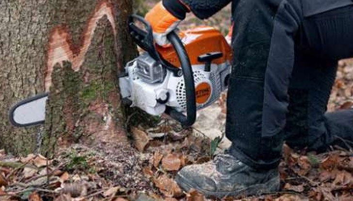 42-годишен мъж е починал, след като дърво е паднало върху него