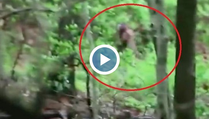 Денрдологът е заснел видяното с камерата на смартфона си