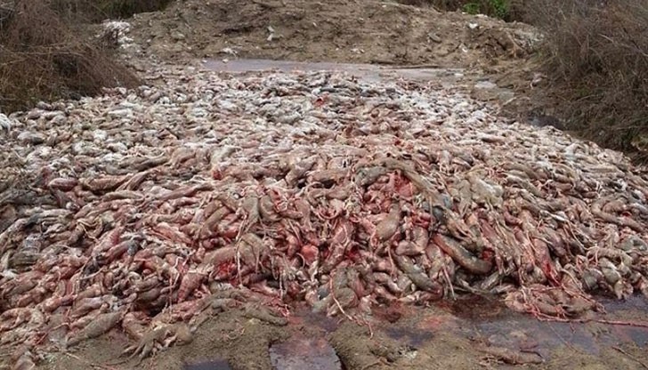 На снимките се вижда как хиляди норки за одрани и след това са захвърлени в гората, разлагащи се