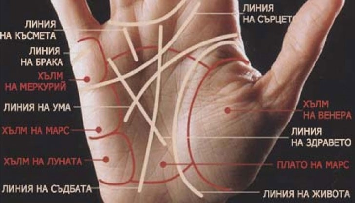 Има три линии на дланта ни, които са най-ясно изразени