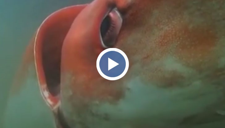 Невероятни видеокадри, на които се вижда много рядък посетител на плитките крайбрежни води