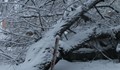 Паднали дървета смачкаха "БМВ" и "Опел" в Русе