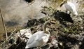 Зверски разстрел на лебеди по Янтра