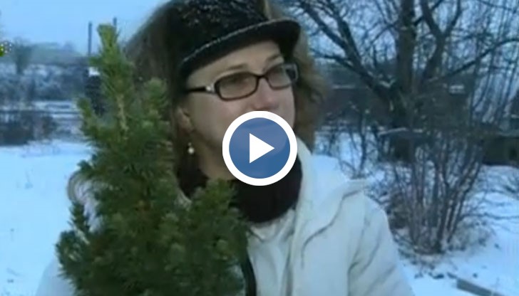 Кастрационният център в Русе ще засади градинка от всички елхички, които хората занесат след празниците