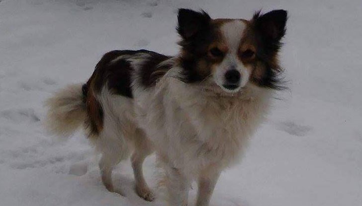 Изгубено е в квартал Здравец (стария) последно видяно около Пацони