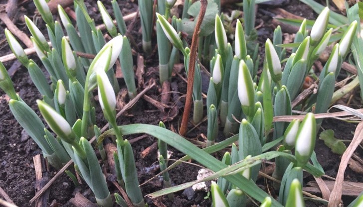 Ще продължи да духа слаб, на север от планините и в Източна България умерен вятър от юг-югозапад