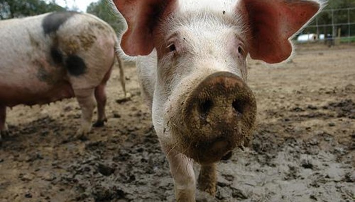 <p>Ако се разправяш с прасетата, ще си тръгнеш с тяхната воня - норвежка поговорка</p>
