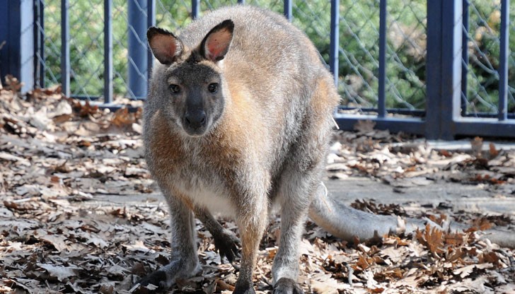 Австралиецът планирал да напълни торбата на кенгуруто с взрив, нарисува символите на ДАЕШ и изпрати животното в полицията