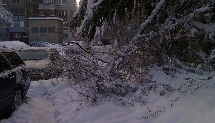 Това паднало дърво е заело цялата улица и незнайно защо ми се струва , че ще презимува там