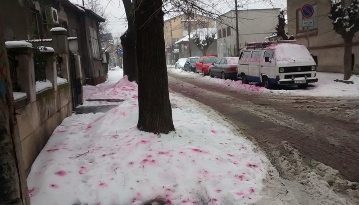 Червените петна по снега са изпражнения на Косове, които се хранили на дърветата