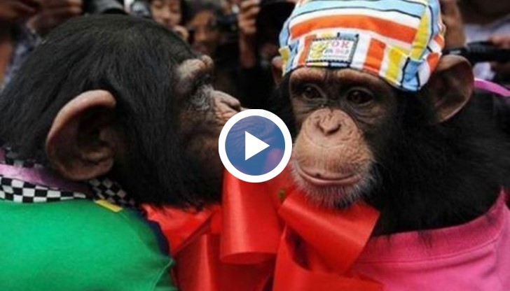 Мася и Вася бяха издокарани с костюми и почерпиха гостите си с 10-килограмова торта