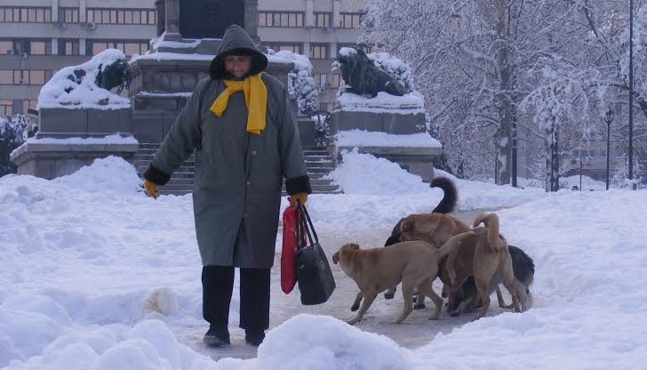 Общинският приют за кучета се "мести" на площад "Свобода"