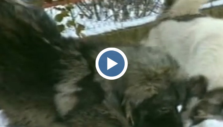 В студените дни и вечери добра компания са нашите верни домашни любимци