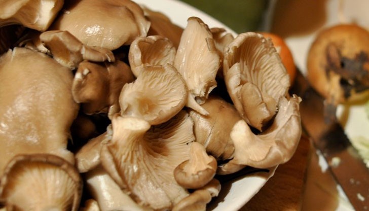 Компания с руско, украинско и българско участие планира мащабна инвестиция в Разград.