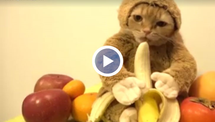 Тази котка наистина ще ви накара да се усмихнете!