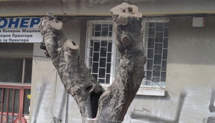 Русе се превръща в град на обезобразените дървета