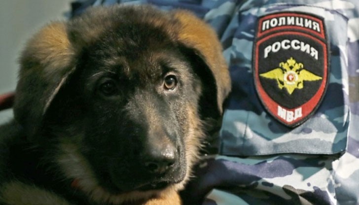 Кученцето ще бъде предадено на специалните части на френската полиция от посланик при пристигането му от Москва
