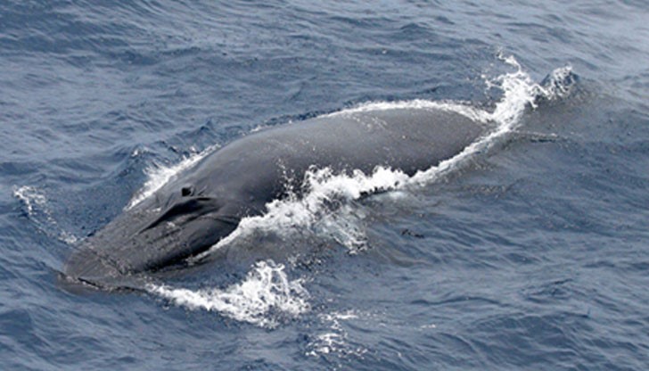 Четирима човека са пострадали в резултат на сблъсъка Четирима човека са пострадали в резултат на сблъсъка