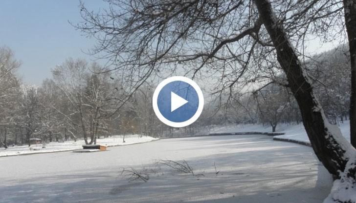 Лед скова езерото в Благоевград, лебедите в опасност