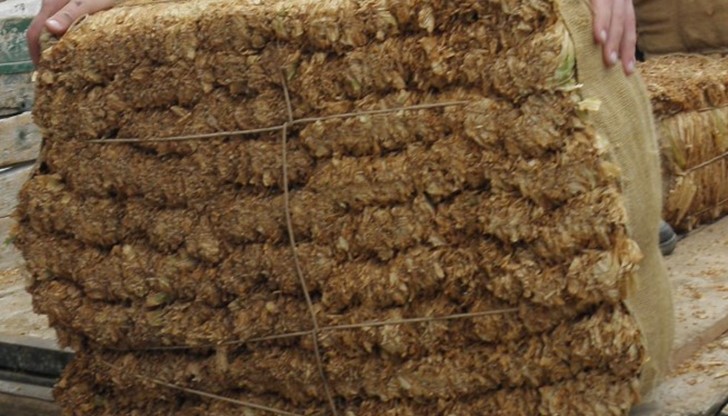 Изкупуването на тютюн в Североизточна България ще бъде възобновено в следващите дни Изкупуването на тютюн в Североизточна България ще бъде възобновено в следващите дни