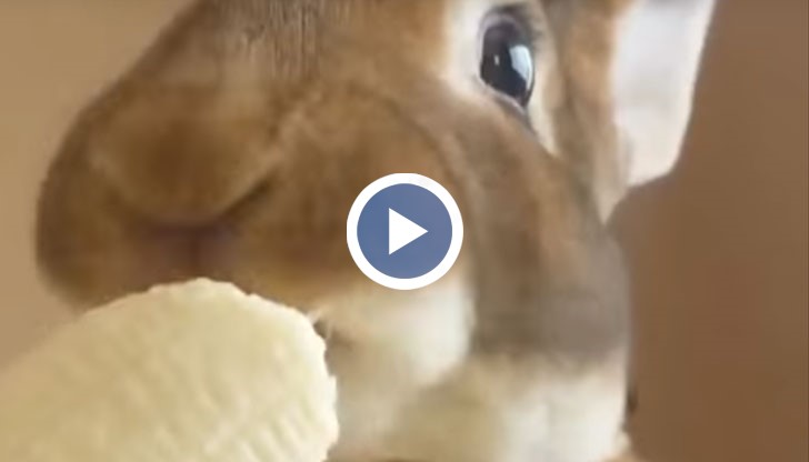 Този заек се оказа най-големият сладур в мрежата