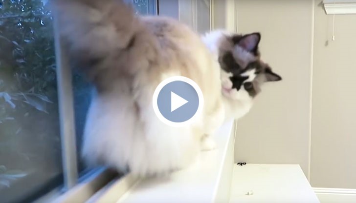 Котка стана поредният фен на прочутата „лунна походка” на краля на попа Майкъл Джексън