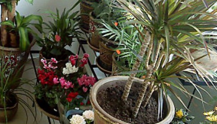 Може да използвате този трик и при отглеждането на билки или домашни зеленчуци Може да използвате този трик и при отглеждането на билки или домашни зеленчуци