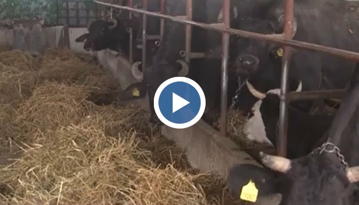 От Агенцията по безопасност на храните алармираха стопаните, че е възможно да има пренасяне на болести като шарка и чума