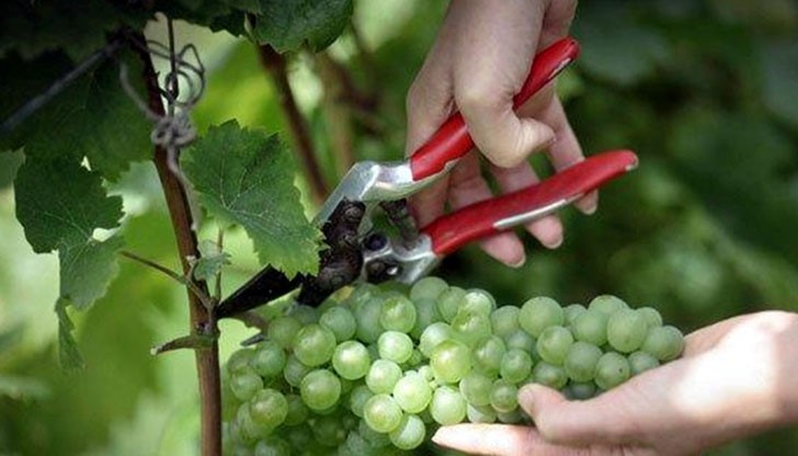 Целта на приемните е да се разшири и улесни достъпа на земеделските производители до консултантските услуги на службата Целта на приемните е да се разшири и улесни достъпа на земеделските производители до консултантските услуги на службата