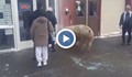 270-килограмово прасенце се разходи по оживена улица