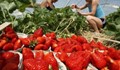 Търсят жени за бране на ягоди в Испания