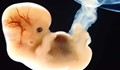 Разрешиха модифицирането на човешки ембриони