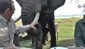 Разбеснял се слон уби турист в Тайланд