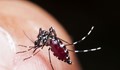 България започва борба с комарите заради вируса "Зика"