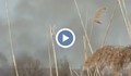 Избухна пожар в защитена местност край Тутракан